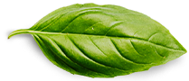 الرئيسية Basil Leaf